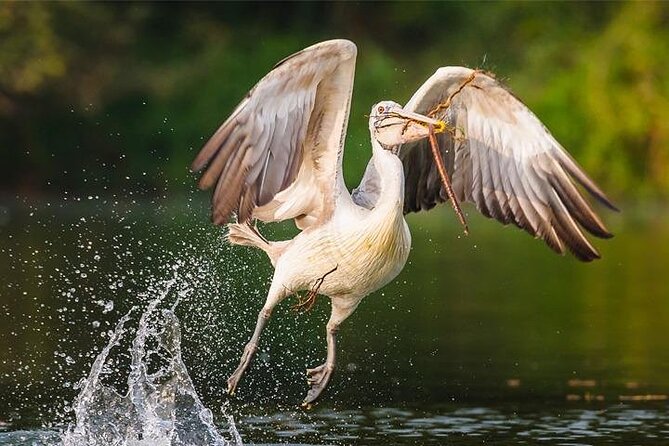 Prek Toal Bird Sanctuary Day Trip From Siem Reap