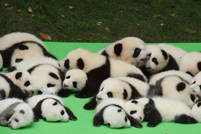 Private Chengdu Highlights Day Trip: Panda Base and City From Nanjing by Air - Good To Know