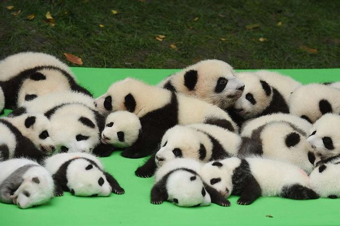 Private Chengdu Highlights Day Trip: Panda Base and City From Shanghai by Air - Good To Know