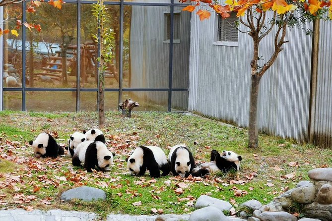 Private Day Tour: Chengdu Panda Breeding Base and Sanxingdui Museum - Good To Know