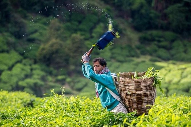 Private Full Day Cameron Highlands Nature Tour From Kuala Lumpur - Inclusions and Exclusions