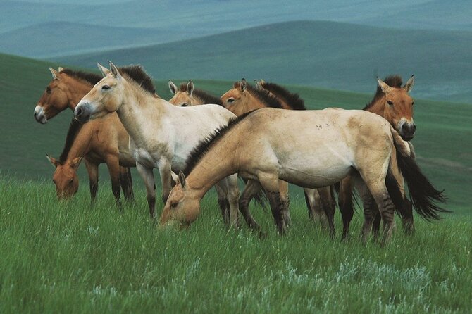 Private Full Day Tour in Khustain Nuruu National Park - Good To Know