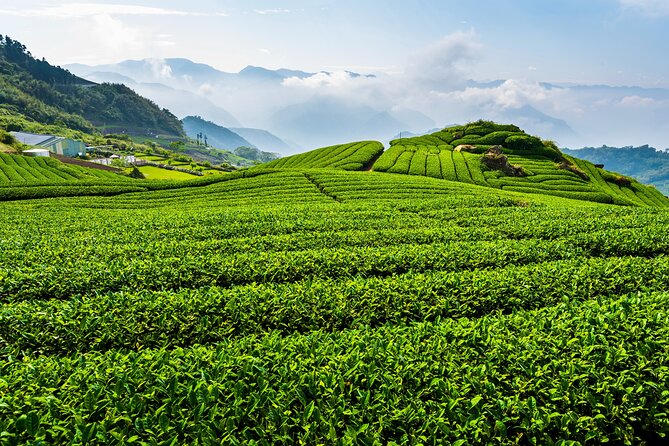 Private Tour Alishan Culture and Ecology From Kaohsiung - Good To Know