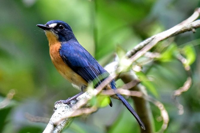 Private Tour: Frasers Hill Bird-Watching Nature Tour From Kuala Lumpur - Good To Know