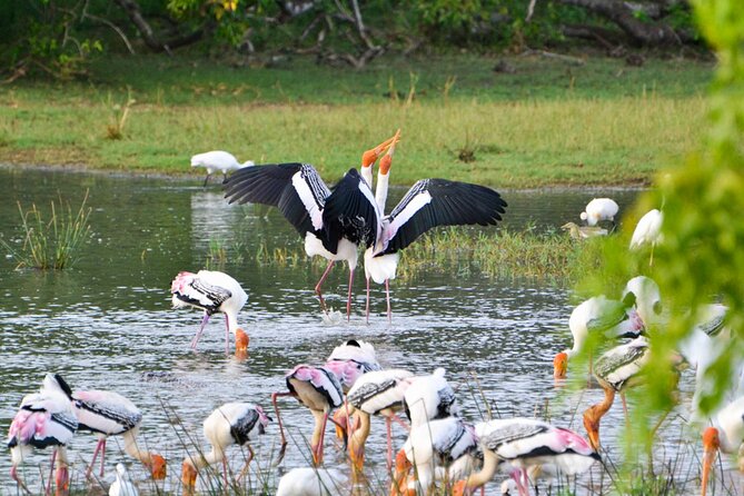 Private Tour in Kumana National Park Safari From Arugambay - Good To Know