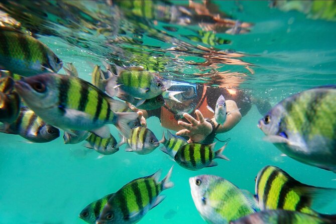 Pulau Payar Snorkeling Tour in Langkawi - Good To Know