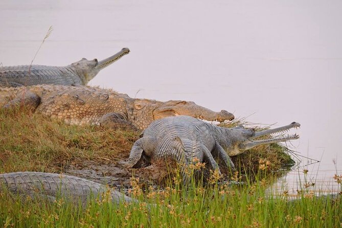Ranthambore Crocodile Safari - Village Walk | Hi-Tea | Boat Ride | Open Jeeps - Good To Know