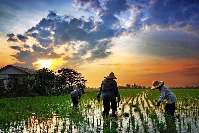 Real Experience of Being a Farmer in the Paddy - Good To Know