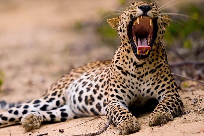 Safari Expeditions in Wild Wonders of Yala - Good To Know