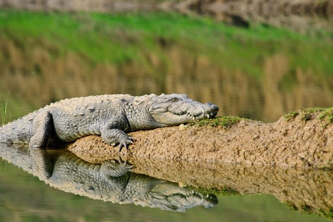 Same Day Trip To National Chambal Sanctuary From Agra With River Safari - Good To Know