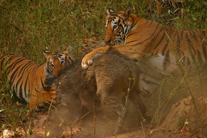 Sariska Tiger Reserve From Delhi - Good To Know