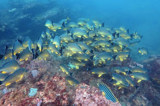 Scuba Diving in Hikkaduwa - Good To Know