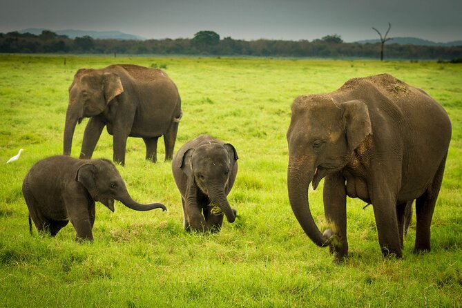 Sigiriya & Minneriya Safari Tour From Kandy - Good To Know