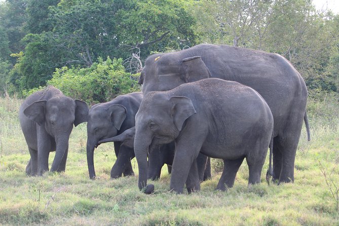 Sigiriya Rock and Wild Elephant Safari From Habarana - Good To Know