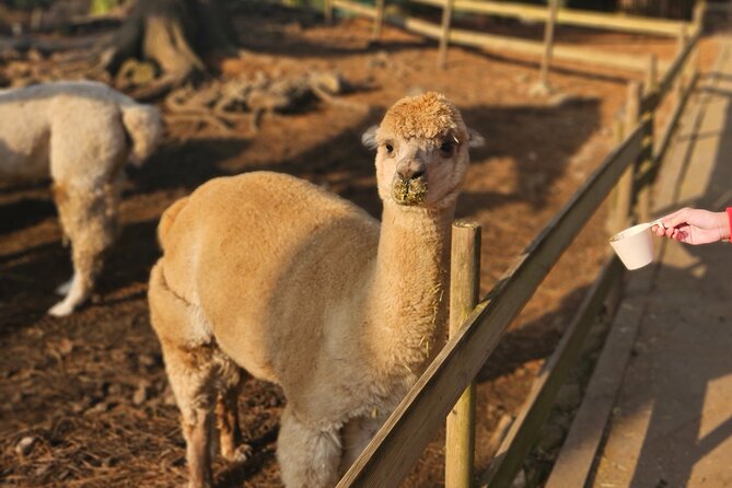 South of Jeju Island Package Tour in Alpaca Land - Good To Know