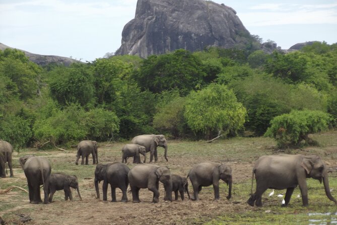 Special Yala Safari Tour From Hambantota Port - Good To Know