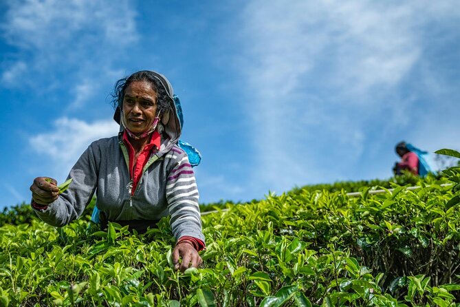Tea Plucking and Tea Factory Tour From Kandy - Good To Know