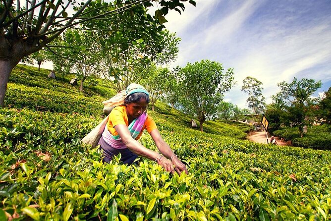 Tea Plucking and Tea Factory Visit From Nuwara Eliya - Good To Know