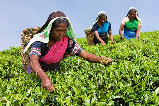Tea Plucking and Tea Factory Visit From Nuwara Eliya. - Good To Know
