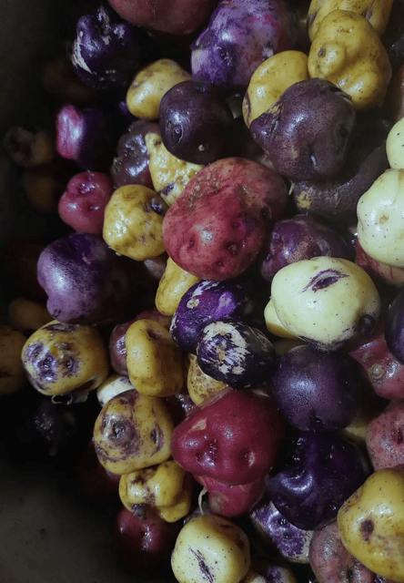 Tenerife: Canary History and Colored Potatoes - Tour Overview