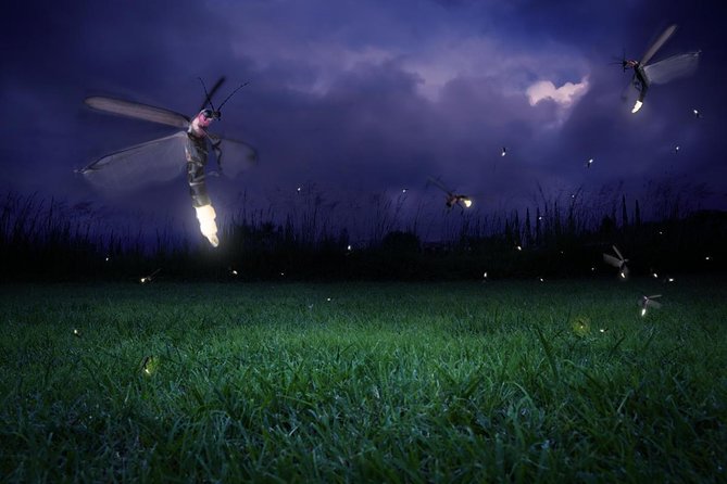 The Fascinating Kuala Selangor Fireflies Tour With Dinner - Good To Know