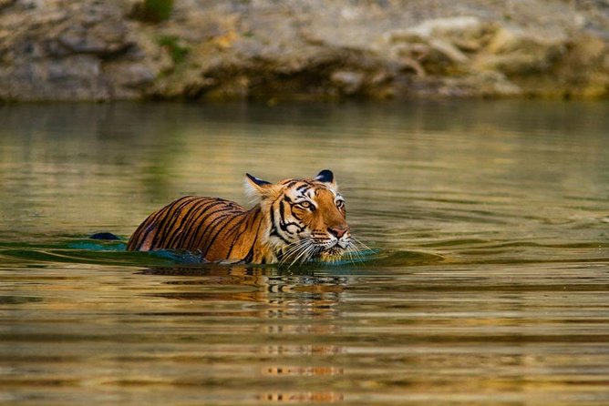 Tiger Safari With Tajmahal Tour - Good To Know