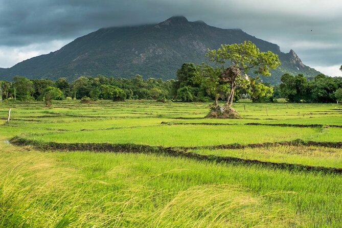 Trekking in Illukpelessa Village From Ella - Tour Highlights