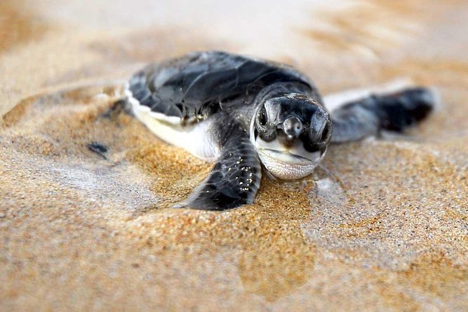 Turtle Hatching - Good To Know