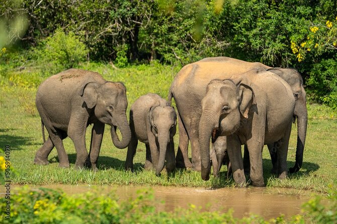 Udawalawe National Park Safari | From Hambantota Port - Good To Know