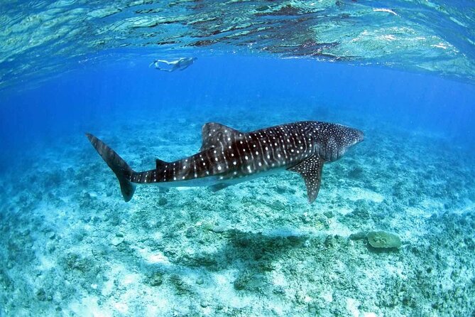 Ukulhas Tour D - Whale Shark Snorkeling & Coral Garden Tour - Good To Know
