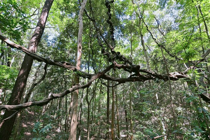 Walk Through Udawatta Kele Sanctuary With Guide - Good To Know