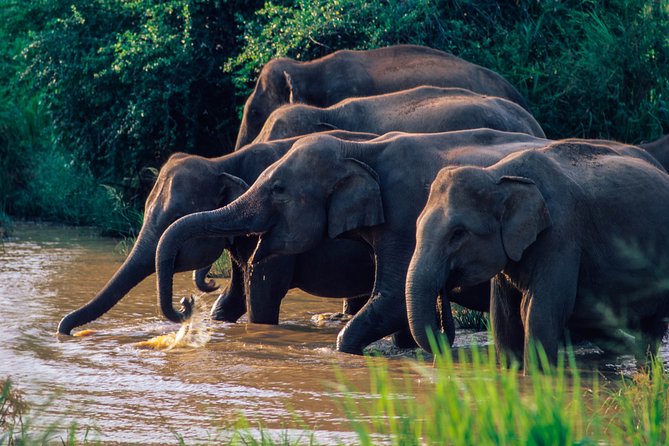 Wasgamuwa National Park Safari From Habarana - Good To Know