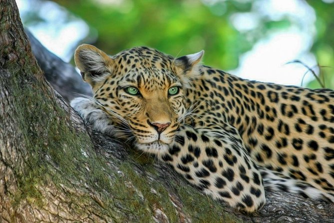 Wasgamuwa National Park Safari From Sigiriya - Good To Know