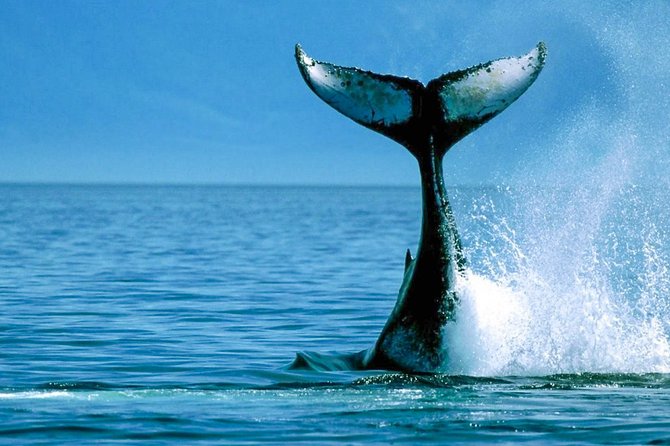 Whale Watching Boat Tour From Balapitiya - Tour Details