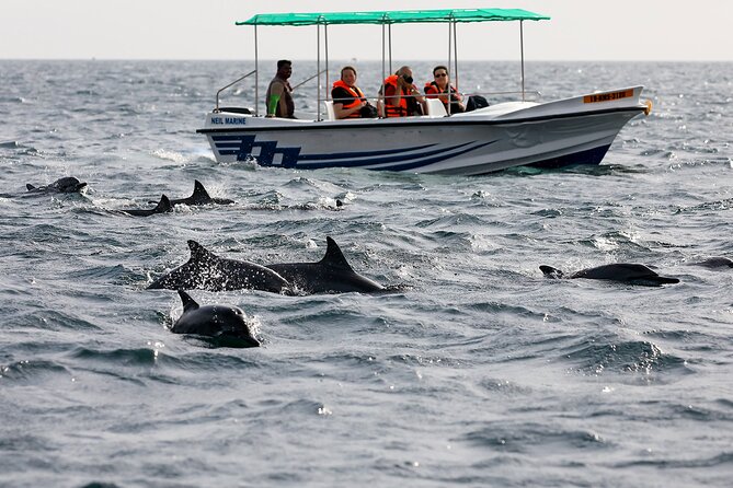 Whale Watching Boat Tour From Talpe - Good To Know