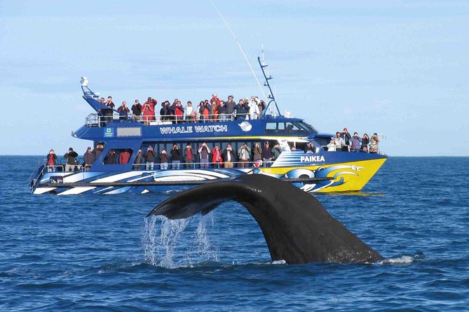 Whale Watching in Mirissa From Colombo - Good To Know
