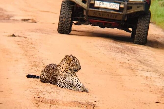 Wilpattu National Park Leopard Safari From Colombo/Negambo - Good To Know