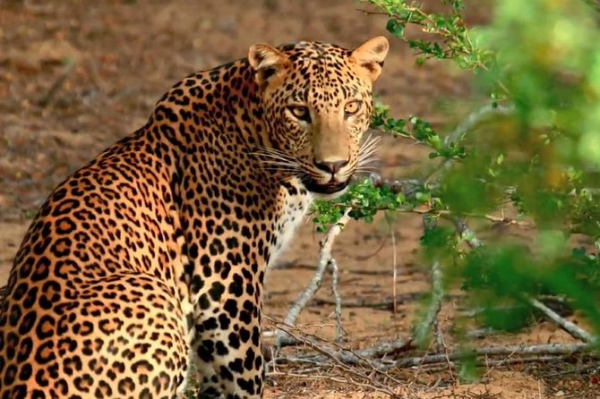 Wilpattu National Park Private Safari (All Inclusive) From Kandy - Good To Know