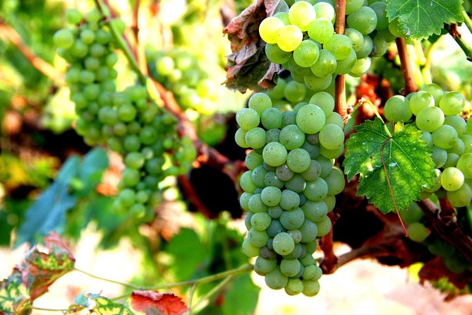 Wine Testing Tour in Taunggyi, Myanmar - Good To Know