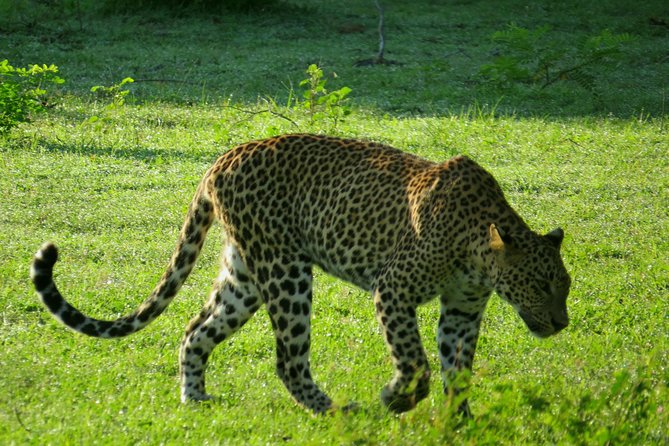 Yala National Park Safari From Ella - Good To Know