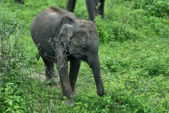 Yala Safari From Galle / Unawatuna / Waligama / Mirissa / Matara - Good To Know