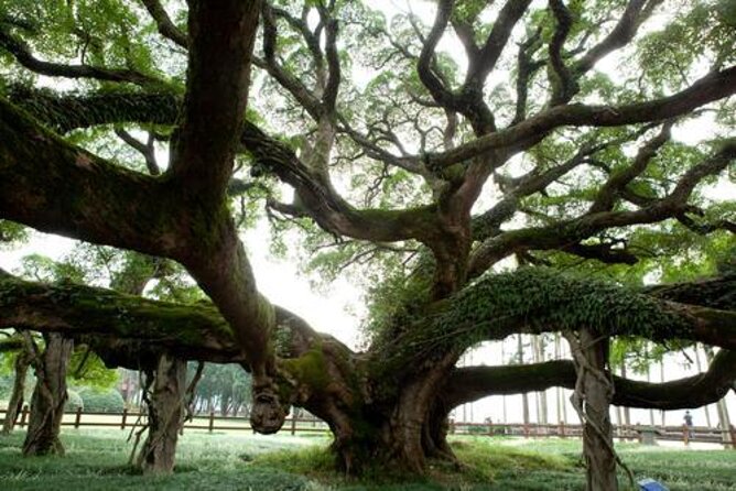 Yangshuo Day Tour: Big Banyan Tree, Moon Hill, West Street, Bamboo Raft Tour - Good To Know