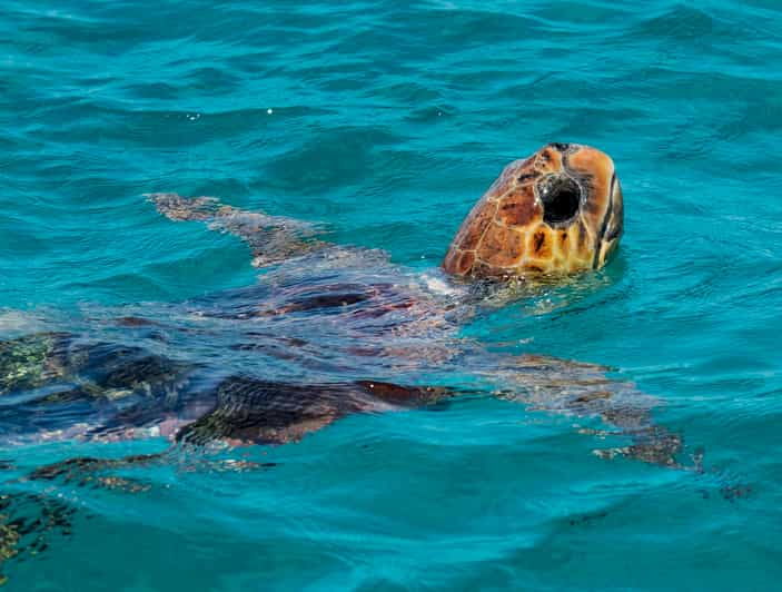 Zakynthos: Turtle Island, Cameo and Keri Caves + Transport - Overview of the Tour