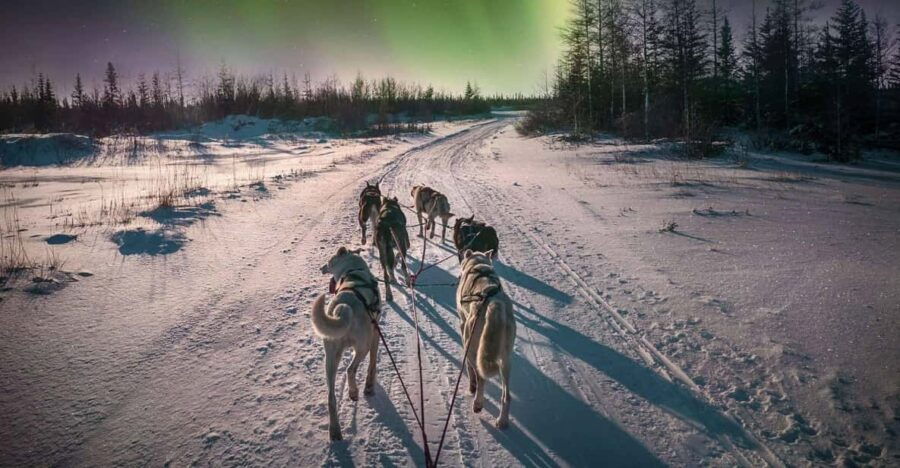 Alta: Dog Sledding Trip Under the Northern Lights