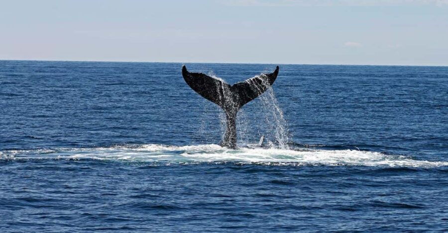 Alta Fjord: Private Whale Watching Tour - Tour Overview and Pricing