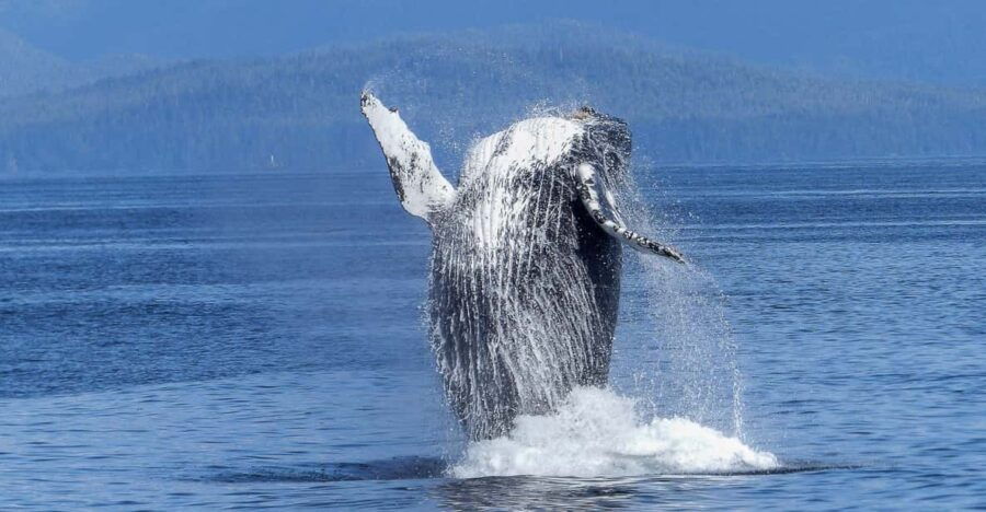 Alta Whale Safari and Fjord Sightseeing - Experience Highlights