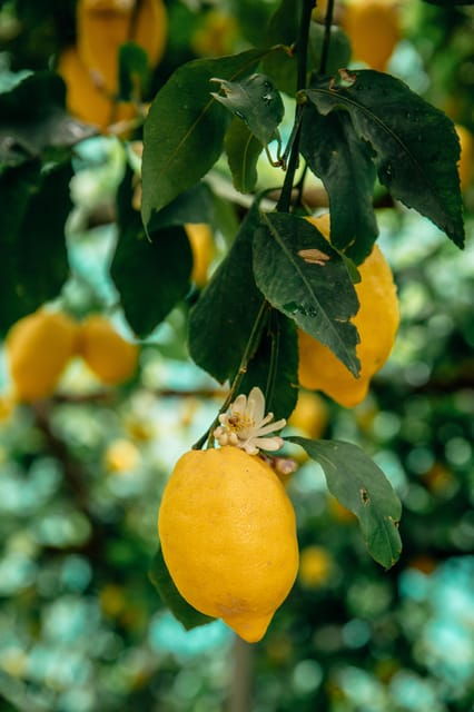 Amalfi: Vertical Lemon Farm Tour, Tastings, and Rural Museum - Overview of the Activity