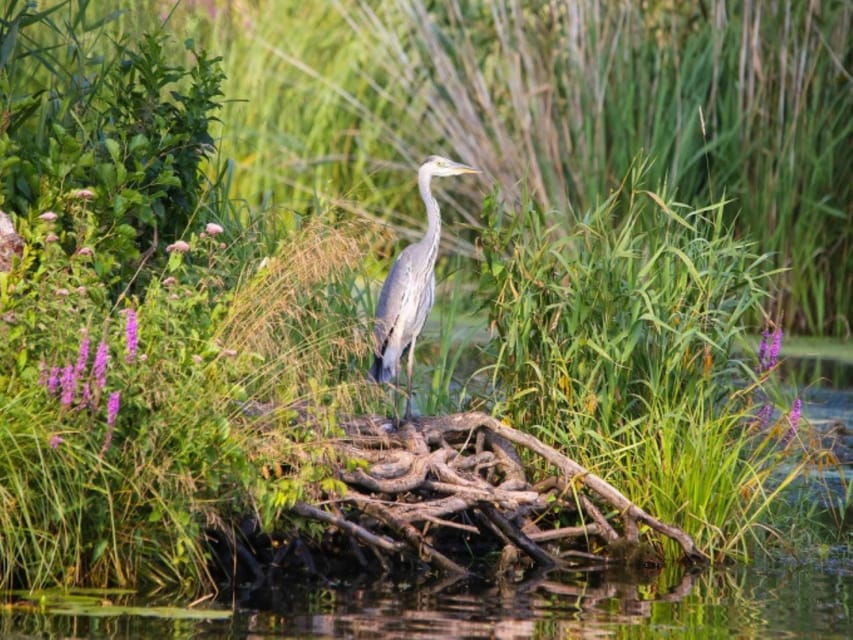 Anklam: Evening Wildlife Boat Tour With Naturalist Guide
