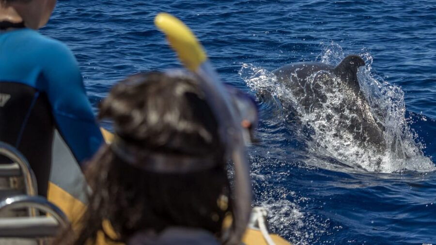 Azores: Swim With Dolphins Atlantic Experience - Activity Overview