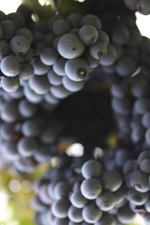 BENAZZOLI WINE EXPERIENCE